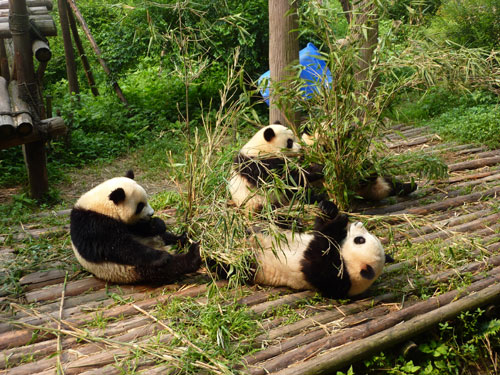 Baby pandas at the Chengdu Research Base of Giant Panda Breeding.