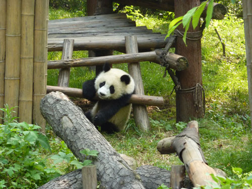 A baby panda at the Chengdu Research Base of Giant Panda Breeding. 