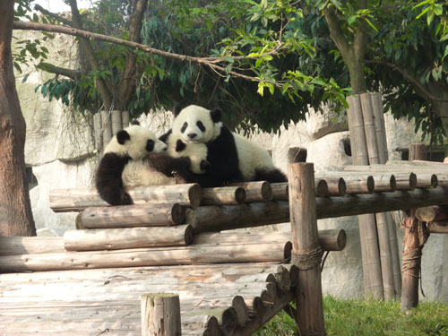 Baby pandas at the Chengdu Research Base of Giant Panda Breeding