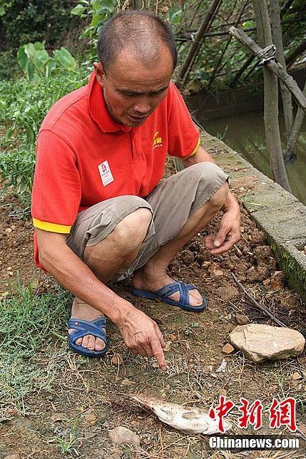 Locusts attack crops and bamboos in areas of Changsha, South China's Hunan Province. According to Ministry of Agriculture, the plague of locusts has damaged more than 30,000 mu bamboo field and 10,000 mu paddy field. 