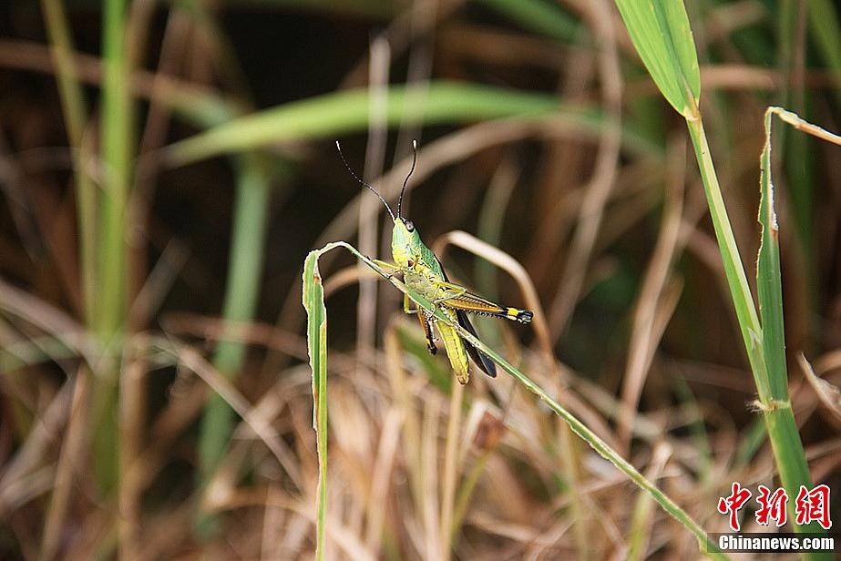 Locusts attack crops and bamboos in areas of Changsha, South China's Hunan Province. According to Ministry of Agriculture, the plague of locusts has damaged more than 30,000 mu bamboo field and 10,000 mu paddy field. 