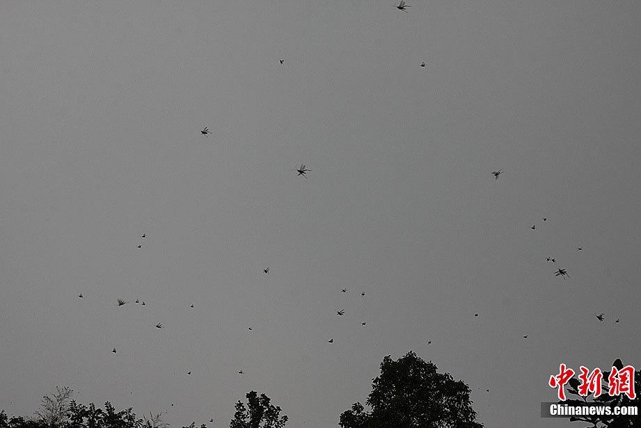 Locusts attack crops and bamboos in areas of Changsha, South China's Hunan Province. According to Ministry of Agriculture, the plague of locusts has damaged more than 30,000 mu bamboo field and 10,000 mu paddy field. 