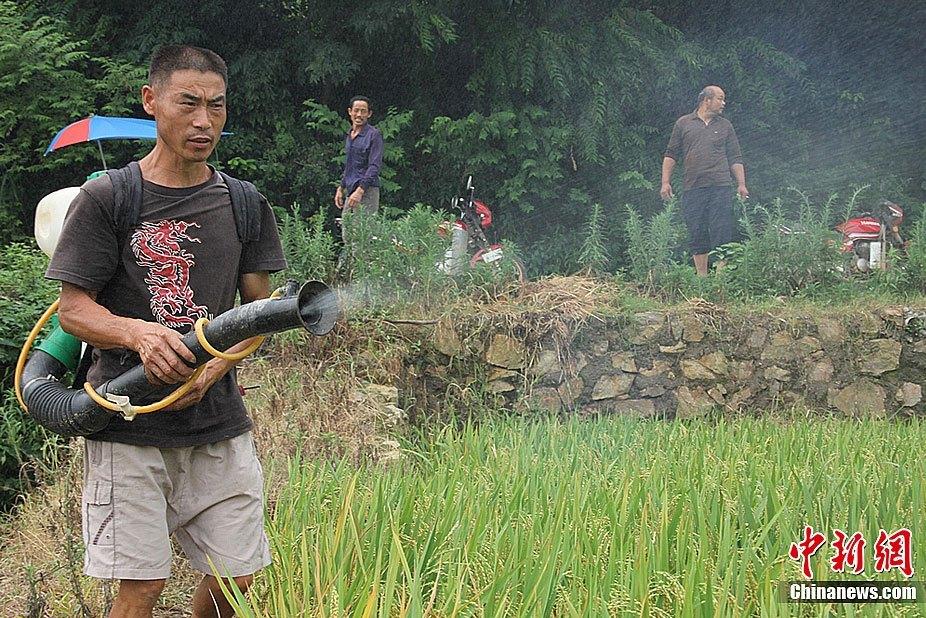 Locusts attack crops and bamboos in areas of Changsha, South China's Hunan Province. According to Ministry of Agriculture, the plague of locusts has damaged more than 30,000 mu bamboo field and 10,000 mu paddy field. 