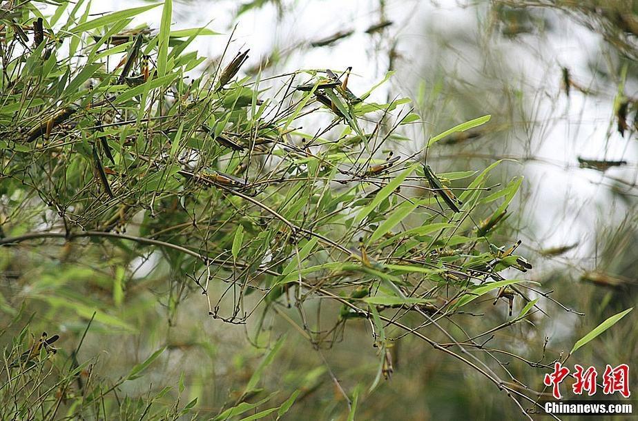 Locusts attack crops and bamboos in areas of Changsha, South China's Hunan Province. According to Ministry of Agriculture, the plague of locusts has damaged more than 30,000 mu bamboo field and 10,000 mu paddy field. 