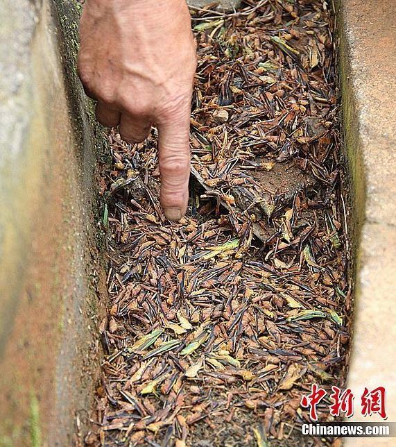 Locusts attack crops and bamboos in areas of Changsha, South China's Hunan Province. According to Ministry of Agriculture, the plague of locusts has damaged more than 30,000 mu bamboo field and 10,000 mu paddy field. 