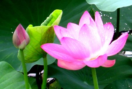 Lotuses perfume Nantang Lake in Yinchuan