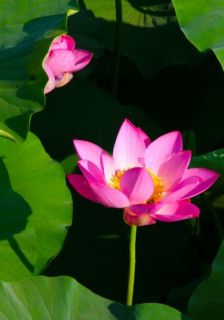 Lotuses perfume Nantang Lake in Yinchuan