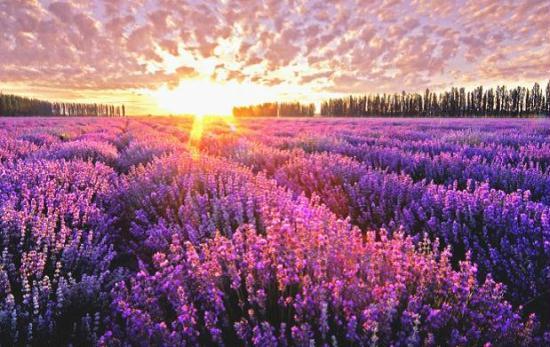 Lavender in Huocheng