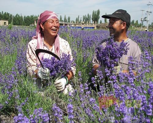 Lavender in Huocheng 