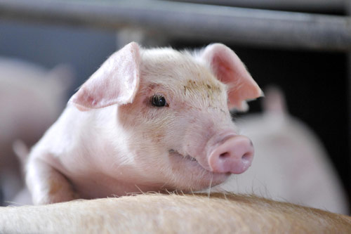 The Chinese government announced a new policy that will increase the country's supply of live pigs.