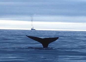 Critically endangered Western Pacific gray whale near Sakhalin Island oil development. [Greenpeace and WWF] 