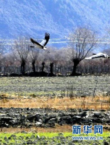 Black-necked cranes are as famous as pandas and are a species of wildlife subject to first class State protection. They are found almost entirely in southwest China's Tibet Autonomous Region, where they make up 75 percent of the world's total. 