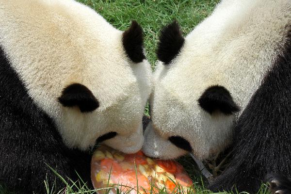 Two pandas taste a lump of ice with fruit frozen inside at Liugong Island National Forest Park in Weihai, east China&apos;s Shandong Province, July 15, 2011. [Xinhua] 