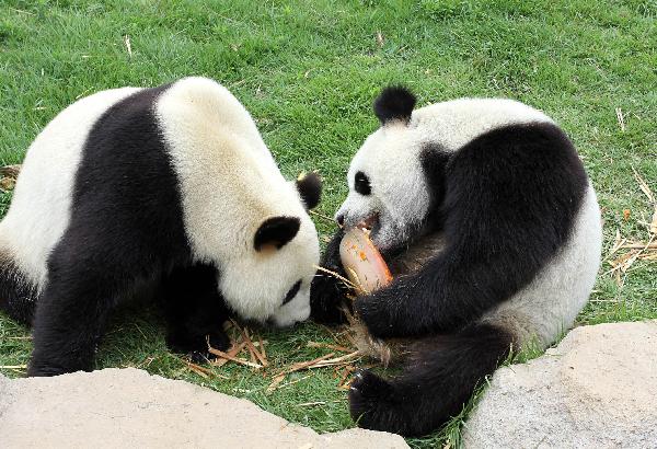 A panda tastes a lump of ice with fruit frozen inside at Liugong Island National Forest Park in Weihai, east China&apos;s Shandong Province, July 15, 2011. 