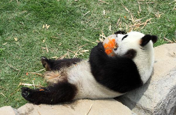 A panda tastes a lump of ice with fruit frozen inside at Liugong Island National Forest Park in Weihai, east China&apos;s Shandong Province, July 15, 2011. 