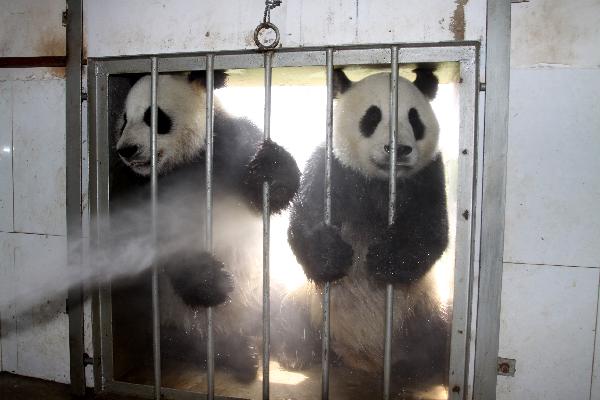 Two pandas &apos;take a shower&apos; at Liugong Island National Forest Park in Weihai, east China&apos;s Shandong Province, July 15, 2011.