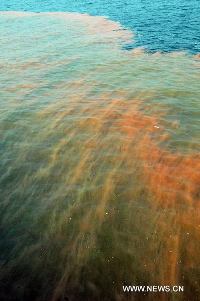 The red tide is seen in north China&apos;s Bohai Bay, July 15, 2011. The red tide has the length of about 2 sea miles and it locates near two oilfield platforms in Bohai Bay. The two oilfield platforms are estimated to have leaked 1,500 barrels of oil, or 240 cubic meters, following two oil spills last month, the operator ConocoPhillips said on Thursday.