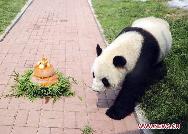 Giant panda Hua Ao walks to his birthday gift, an ice 'cake' with fruit frozen inside, during its 4-year-old birthday party in Nanshan Zoo of Yantai City, east China's Shandong Province, July 16, 2011. More than 400 visitors witnessed the birthday party here Saturday.