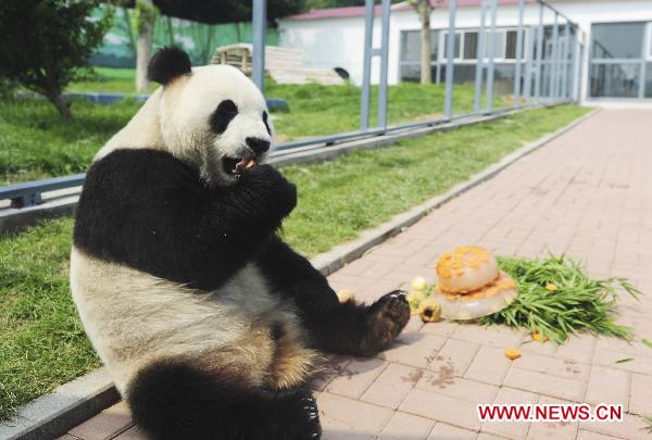 Giant panda Hua Ao enjoys his birthday gift, an ice 'cake' with fruit frozen inside, during its 4-year-old birthday party in Nanshan Zoo of Yantai City, east China's Shandong Province, July 16, 2011. More than 400 visitors witnessed the birthday party here Saturday.