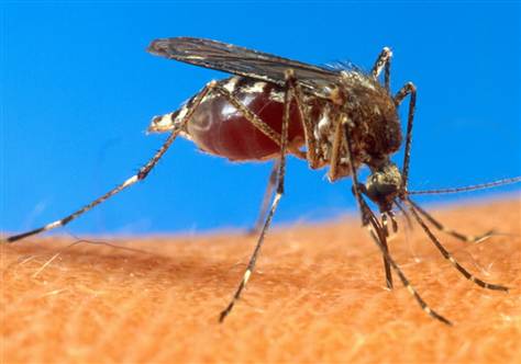 What's that smell? Mosquitoes prefer the odor of stinky feet over that of a human. [AP]