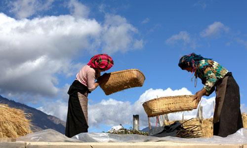 Excessive livestock grazing in Tibet has caused grassland degradation. Preferential policies have been introduced by the central government, to ensure a balance between sustainable development and demand for livestock business.