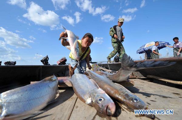 A Chinese fisherwoman puts a fish on the deck after trawling in the waters of the Heixiazi Island at sunrise near Fuyuan County, northeast China's Heilongjiang Province, July 17, 2011. [Xinhua/Wang Jianwei]