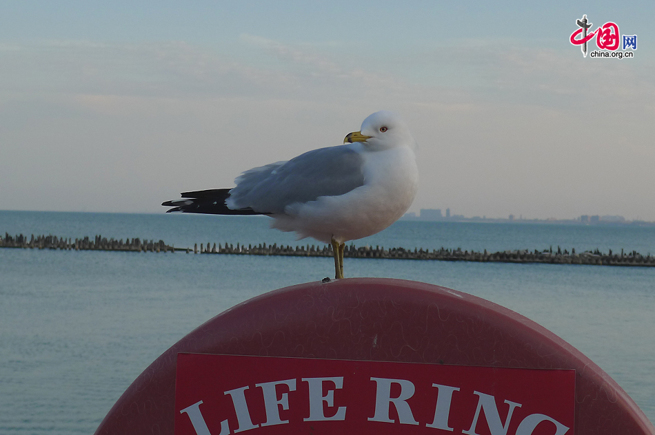 A seagull stands on a life ring on Navy Pier, a place where all the local people and tourists from around the world enjoy the beauty of Lake Michigan. As the largest city in the US state of Illinois, Chicago is a major hub for industry, telecommunications and infrastructure in the country. [Photo by Xu Lin/China.org.cn] 
