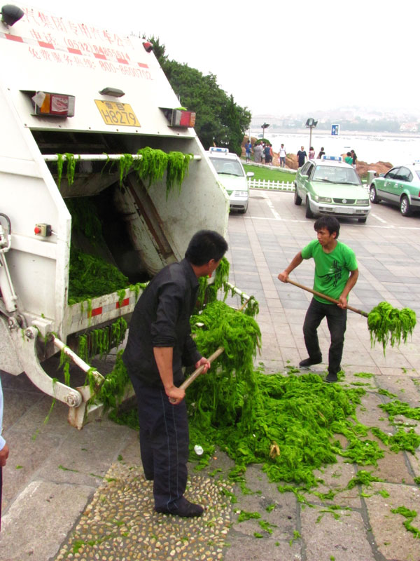 Workers scoop masses of green algae into garbage trucks to clean up the beaches of Qingdao. This year’s bloom was especially large. [By Lauren Ratcliffe/China.org.cn]