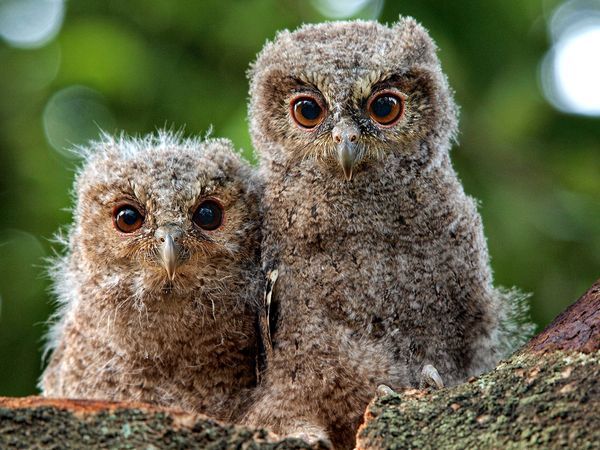 These two owlets are known as Sunda scops (Otus lempiji). They had just hatched from their eggs a few weeks before this photo was taken. [Irawan Subingar/My Shot]