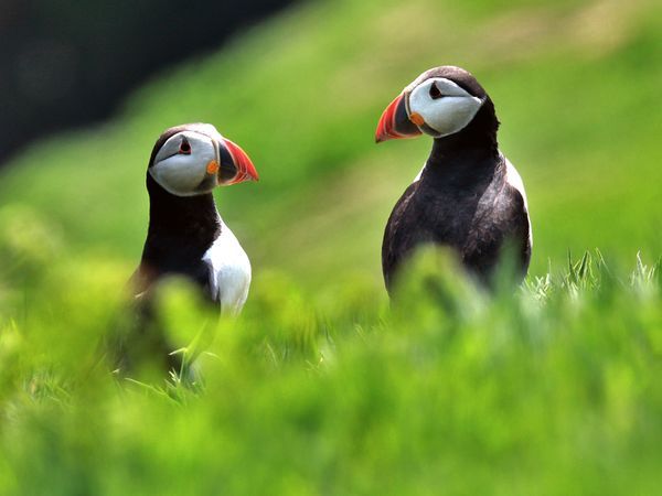 A puffin couple on Skomer Island off the coast of Pembrokeshire, Wales, U.K.Puffins are small seabirds that come to Skomer Island between March and April to nest and breed.