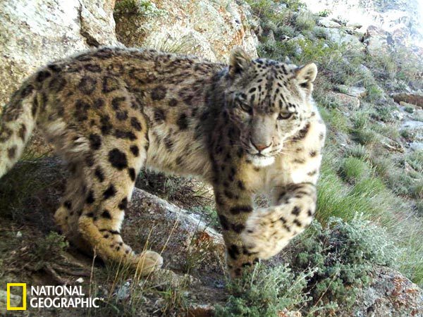 Camera trap image of snow leopard. 