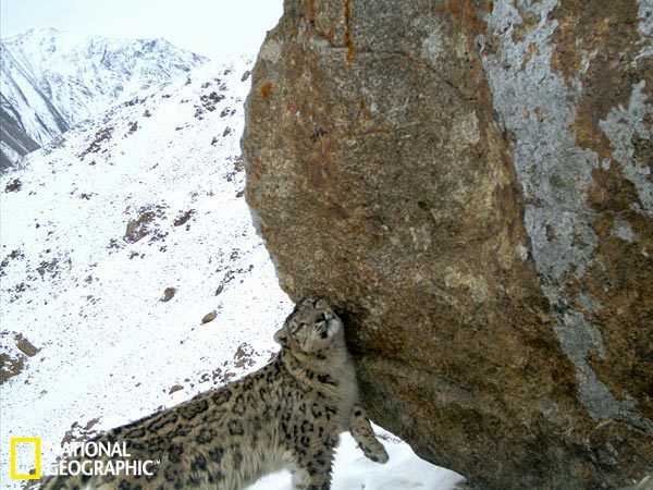 Snow leopard sniffs a boulder where other animals have left their scents, January 2011. 