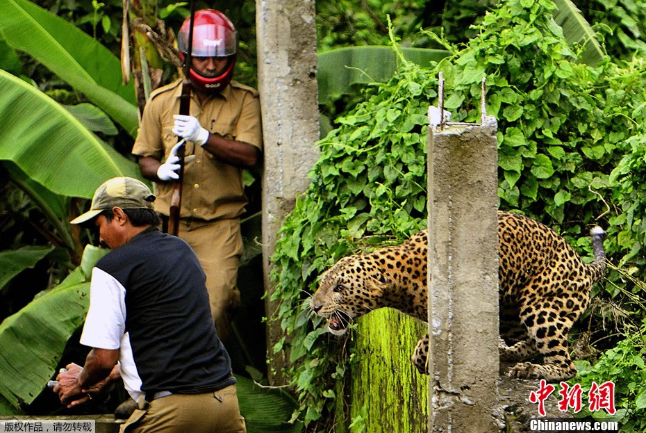 A leopard attacks a forest guard at Prakash Nagar village near Siliguri, India on July 19, 2011. Six people were mauled by the leopard when the feline strayed into the village before it was caught by forestry department officials. Forest officials made several attempt to tranquilize the full-grown leopard that was wandering through the area when curious crowds startled the animal, a wildlife official said. 