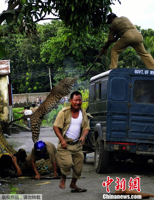 A leopard attacks a forest guard at Prakash Nagar village near Siliguri, India on July 19, 2011. Six people were mauled by the leopard when the feline strayed into the village before it was caught by forestry department officials. Forest officials made several attempt to tranquilize the full-grown leopard that was wandering through the area when curious crowds startled the animal, a wildlife official said. 