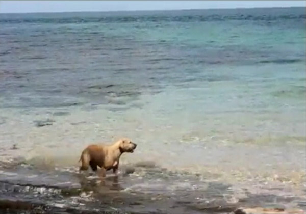 Dog bites shark and goes viral