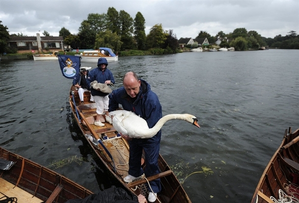 'Swan Upping' is the annual census of the swan population on stretches of the River Thames. [Xinhua] 