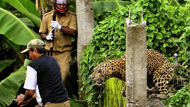 A leopard pounces on a forest guard at after it strayed into a village area. 