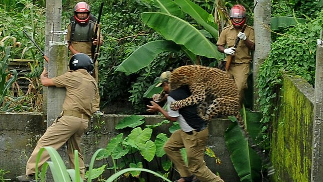 A leopard attacks a forest guard at Prakash Nagar village near Siliguri, India on July 19, 2011. Six people were mauled by the leopard when the feline strayed into the village before it was caught by forestry department officials. Forest officials made several attempt to tranquilize the full-grown leopard that was wandering through the area when curious crowds startled the animal, a wildlife official said. [China Daily via agencies]