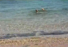 A video grab from footage shot June 1, 2011 shows two dogs swimming after one of them dived underwater and appeared to bite a shark, in the shallow waters in the west Australian town of Broome. Cameraman Russell Hood-Penn captured the moment on film and shouted 'the dog's biting the shark' as the dog dived under the water towards the shark. [Photo/Agencies] 