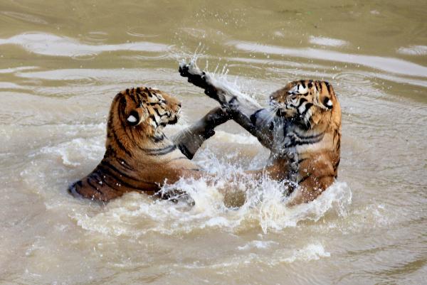 Tigers play in the water in the Huangshan Mountain of east China's Anhui Province, July 21, 2011. As the temperatures in Hunagshan rise, tigers in Huangshan choose to play in the water to relieve the summer heat. [Xinhua/Shi Guangde]