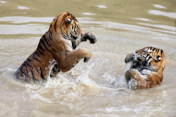 Tigers play in the water in the Huangshan Mountain of east China's Anhui Province, July 21, 2011. As the temperatures in Hunagshan rise, tigers in Huangshan choose to play in the water to relieve the summer heat. [Xinhua/Shi Guangde]