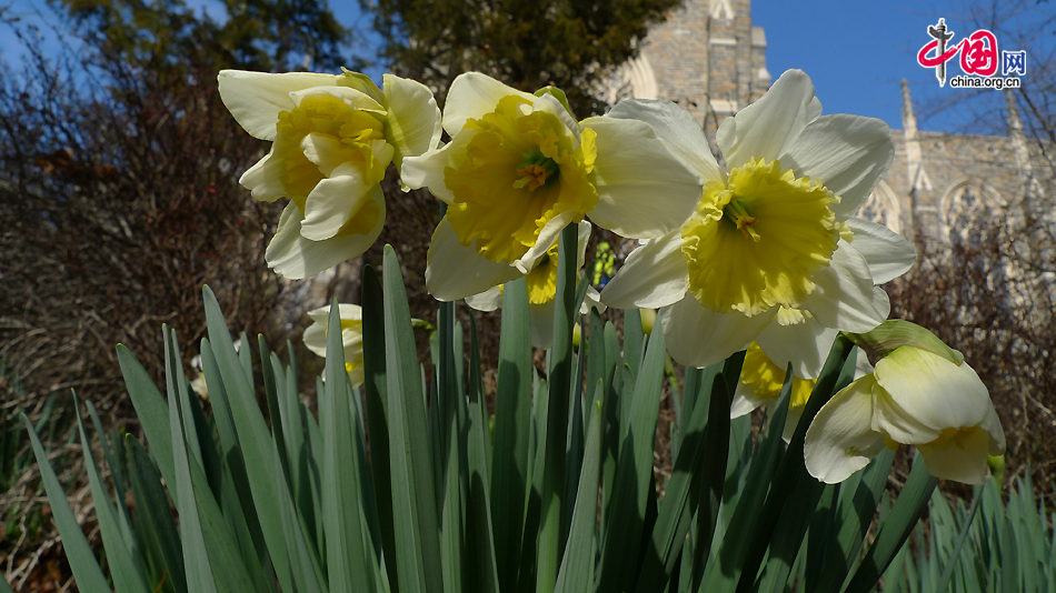 Blossoming flowers in front of Duke University Chapel, an example of neo-Gothic architecture in English style. Duke University is a private research university located in Durham, North Carolina, United States. [Photo by Xu Lin / China.org.cn]