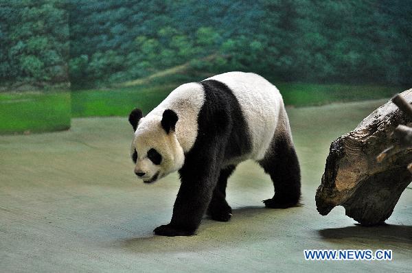 Photo taken on July 22, 2011 shows female giant panda Yuanyuan at Taipei, southeast China's Taiwan. Yuanyuan, sent to Taiwan as gifts from the mainland in 2008 together with a male panda, was proved by the Taipei Zoo on Friday not to be pregnant yet, after receiving examination by mainland experts. [Xinhua]