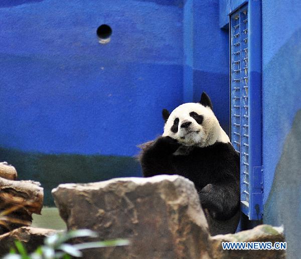 Photo taken on July 22, 2011 shows female giant panda Yuanyuan at Taipei, southeast China's Taiwan. Yuanyuan, sent to Taiwan as gifts from the mainland in 2008 together with a male panda, was proved by the Taipei Zoo on Friday not to be pregnant yet, after receiving examination by mainland experts. [Xinhua]