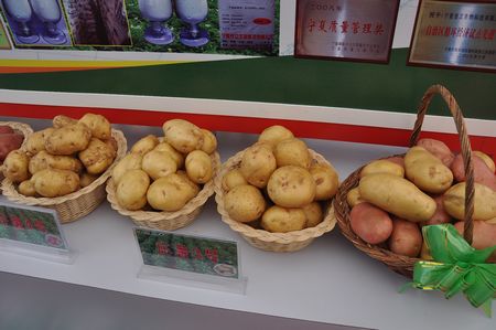 Ningxia seeks advice on potato industry