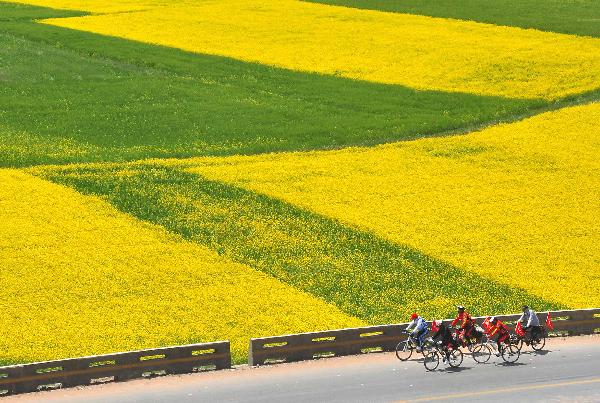 Cyclists ride past colza fields in Gangcha County, northwest China's Qinghai Province, July 20, 2011. Tourist arrivals to Qinghai are picking up as the summer holiday season starts. (Xinhua/Wang Song)