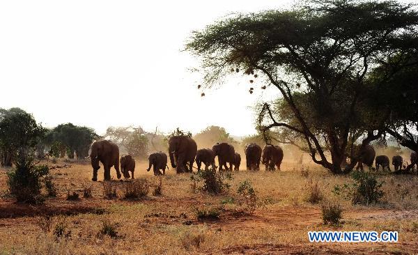 Elephants played in Tsavo national park of Kenya, July 20, 2011. According to the Kenya Wild life service, the elephant of the whole African continent has faced extinction. [Xinhua/Zhao Yingquan]