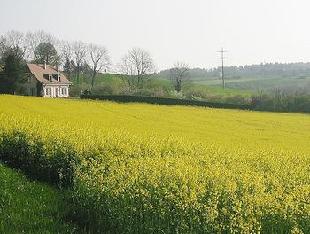 Rapeseed, a biofuel crop [File photo]