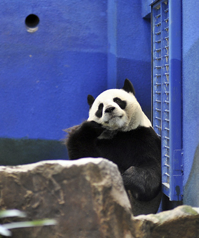 Giant Panda Yuanyuan is seen in a photo taken on July 22, 2011. Giant pandas Tuantuan and Yuanyuan were given to Taiwan Province by China. Their fertility has always been of high concern. Yuanyuan is not pregnant yet, but experts say hopes are high for 2012. [Photo/Xinhua]