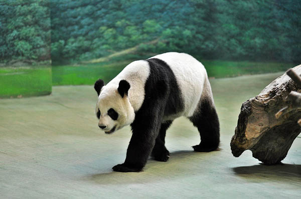 Giant Panda Yuanyuan is seen in a photo taken on July 22, 2011. Giant pandas Tuantuan and Yuanyuan were given to Taiwan Province by China. Their fertility has always been of high concern. Yuanyuan is not pregnant yet, but experts say hopes are high for 2012. [Photo/Xinhua] 